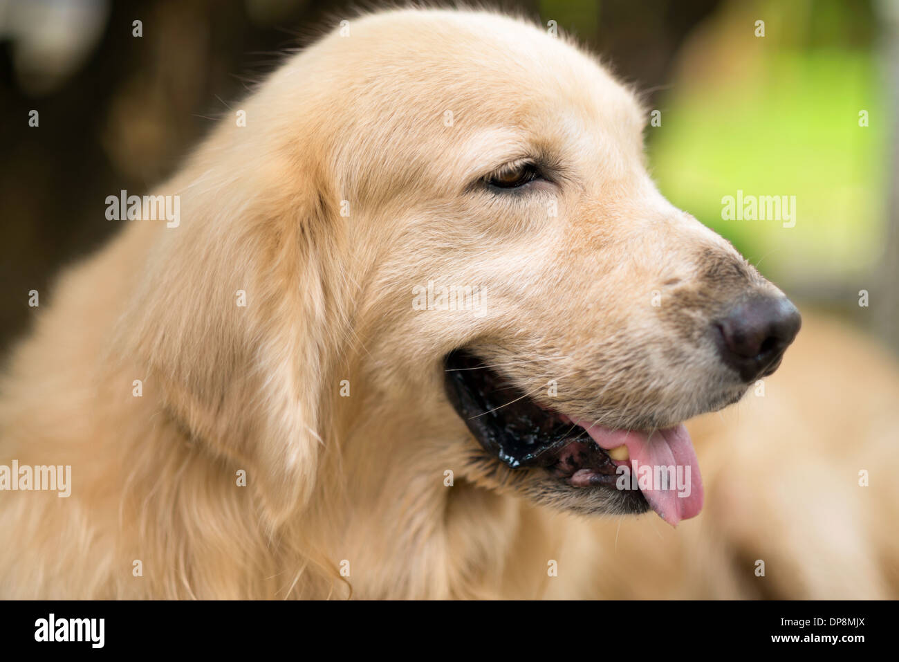 Cute cane veduta laterale headshot, profilo del cane con la lingua fuori, golden retriever Foto Stock