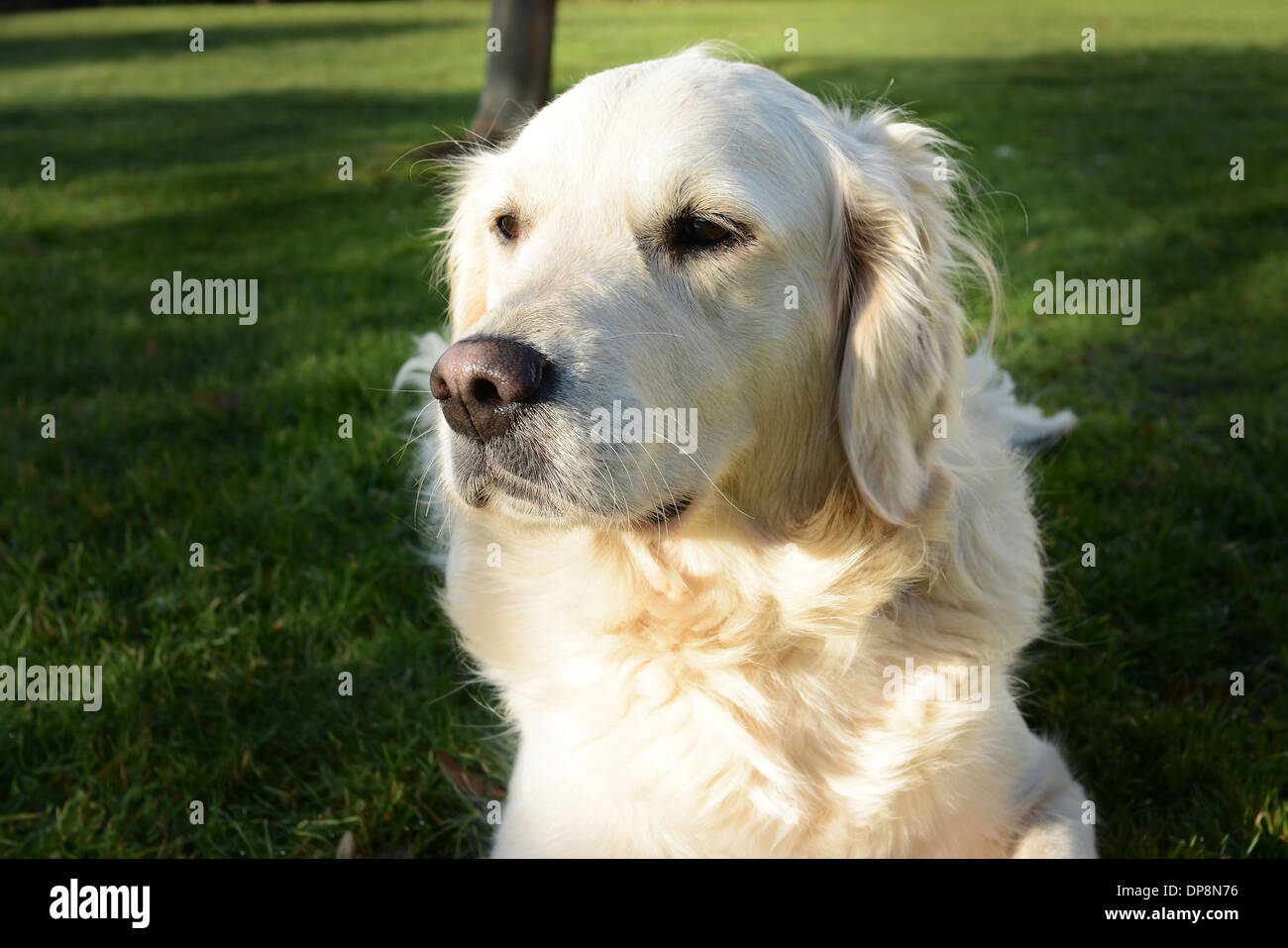 Golden Labrador cane Foto Stock