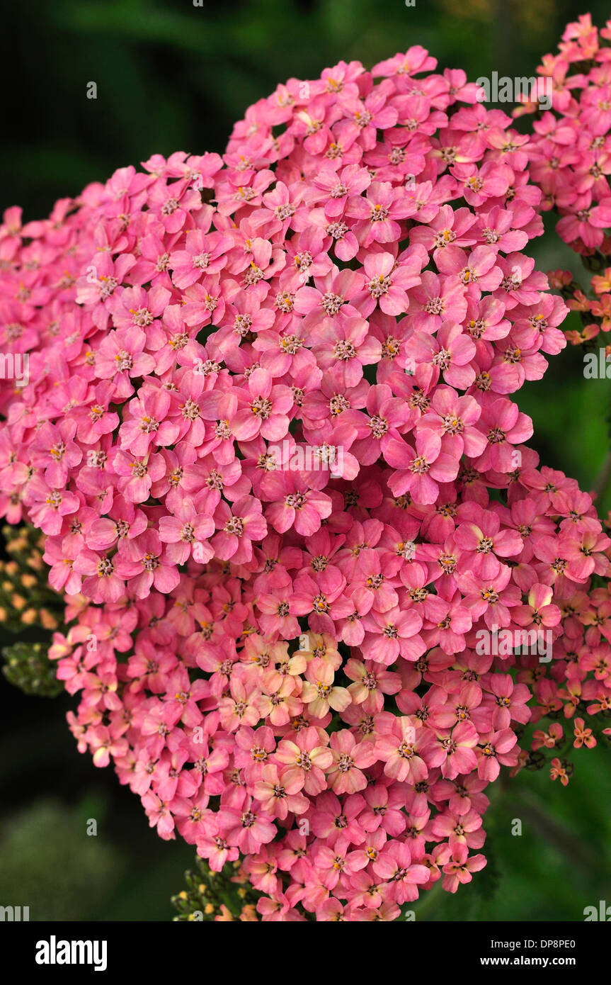 Grande rosa fiori di ortensie REGNO UNITO Foto Stock