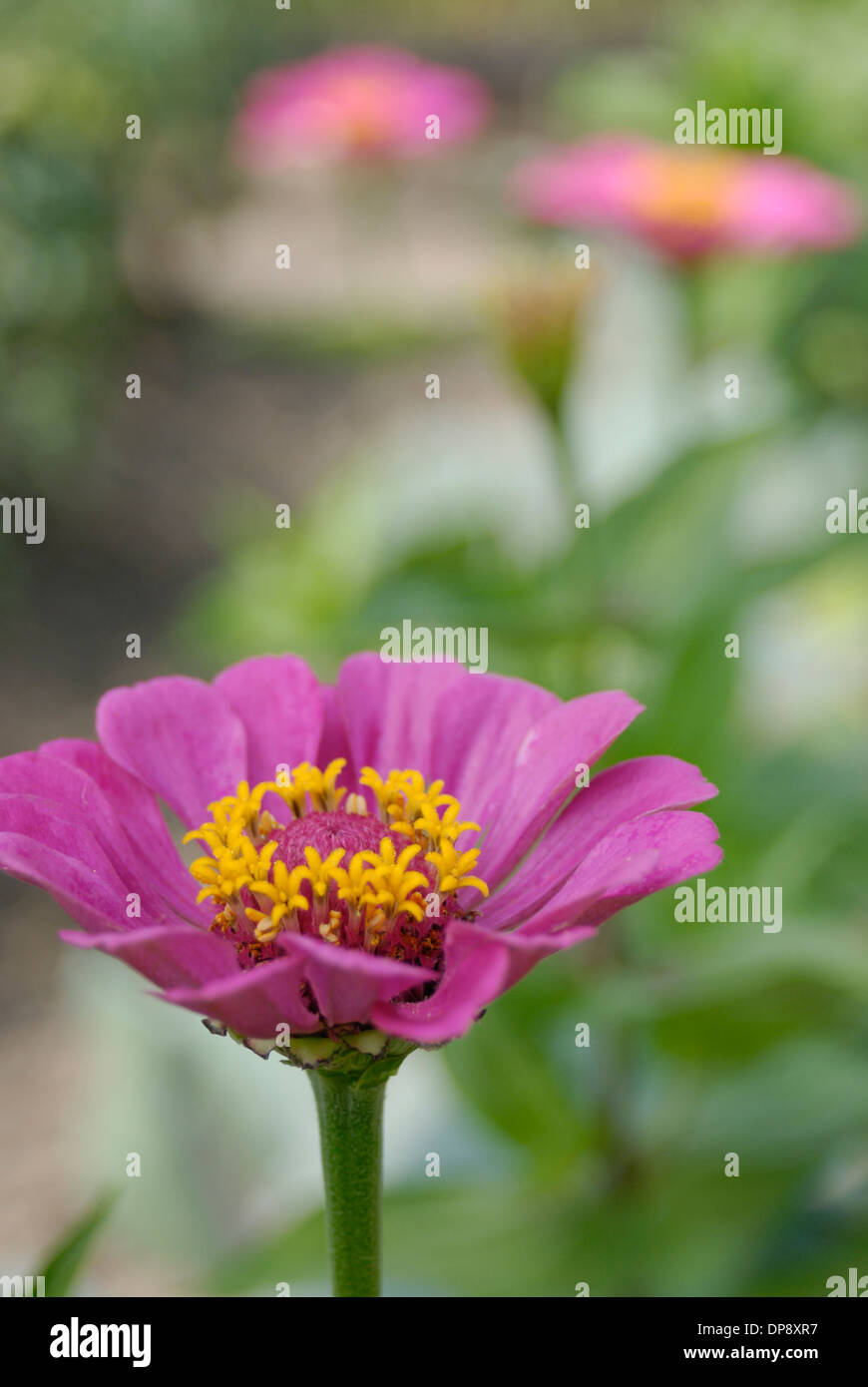 Bella zinnia fiore su sfondo verde Foto Stock