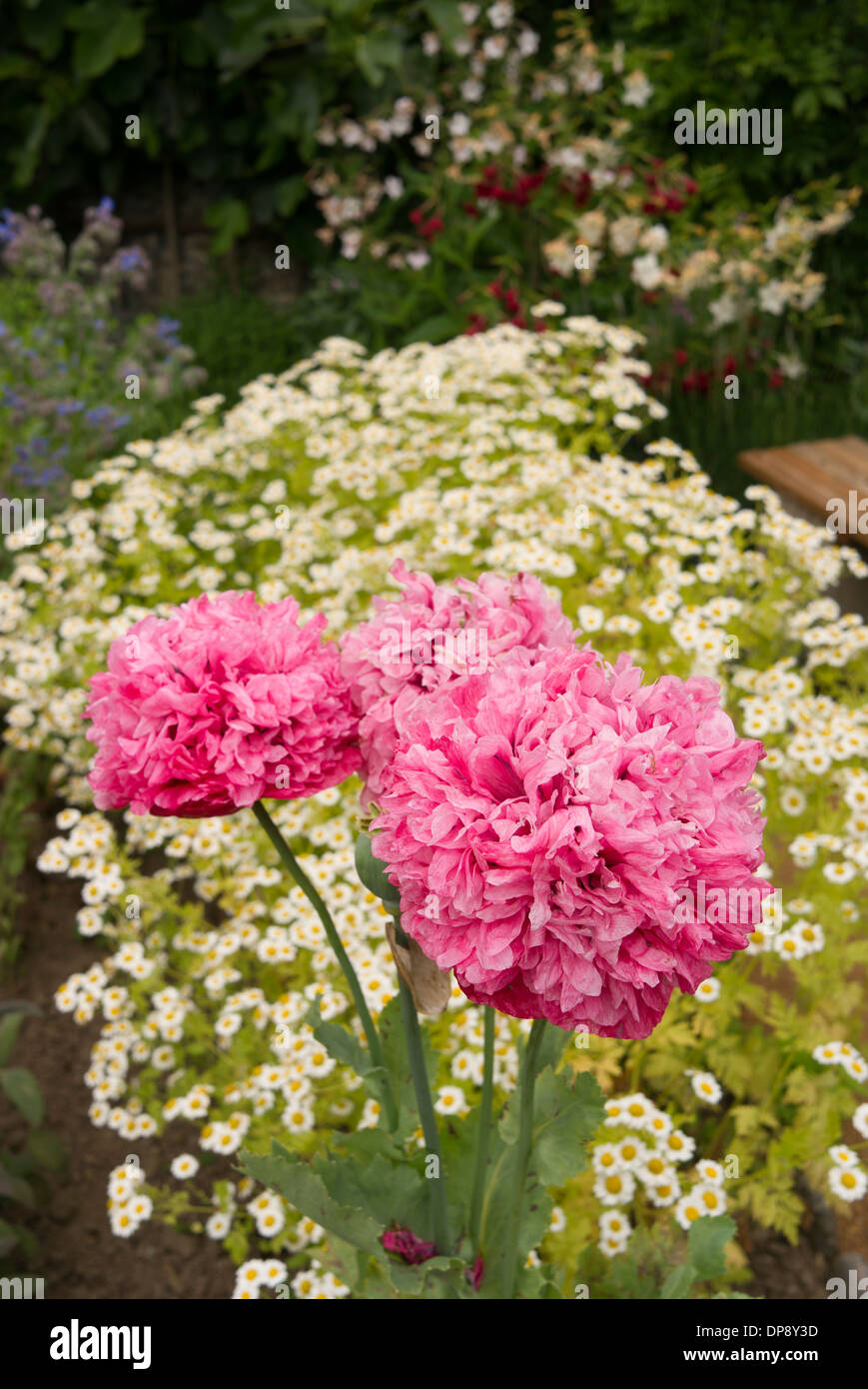 Rosa doppia papaver orientale in piante erbacee di confine Foto Stock