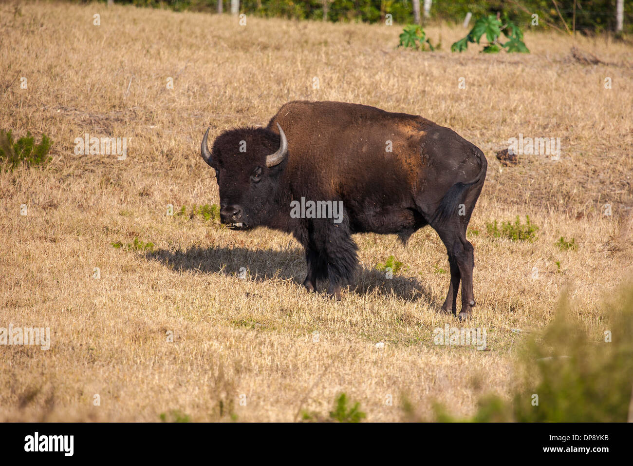 I bisonti americani (Bison bison), noto anche come il bufalo americano il pascolo in un campo di erba nella Florida Centrale Foto Stock
