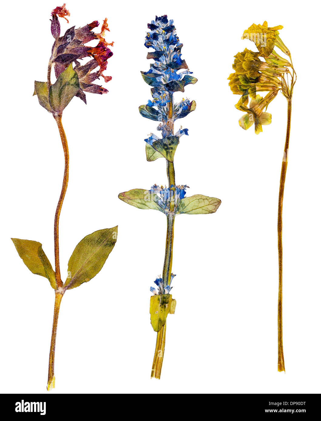 Set di wild fiori alpini premuto, isolato Foto Stock