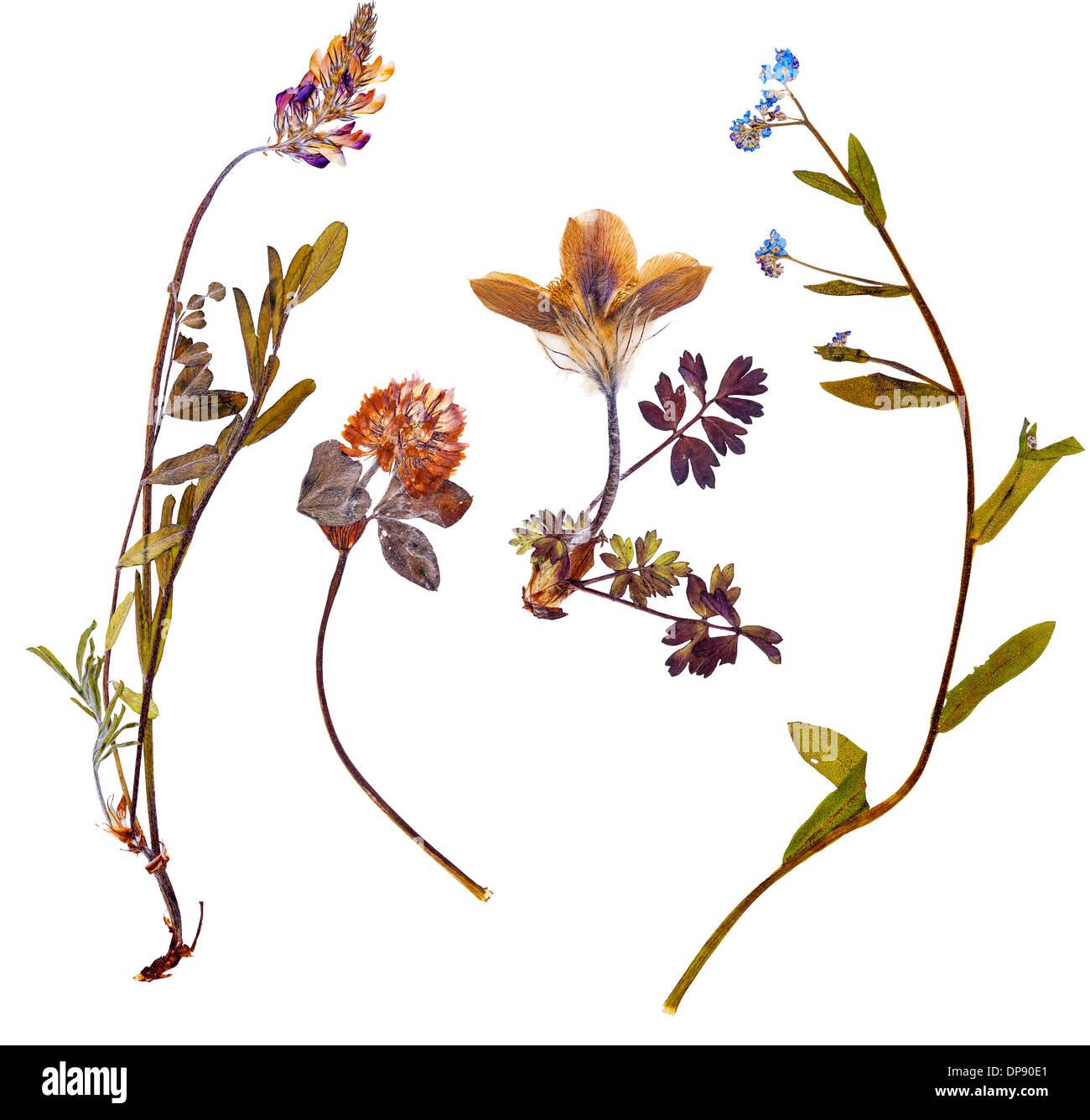 Set di wild fiori alpini premuto, isolato Foto Stock