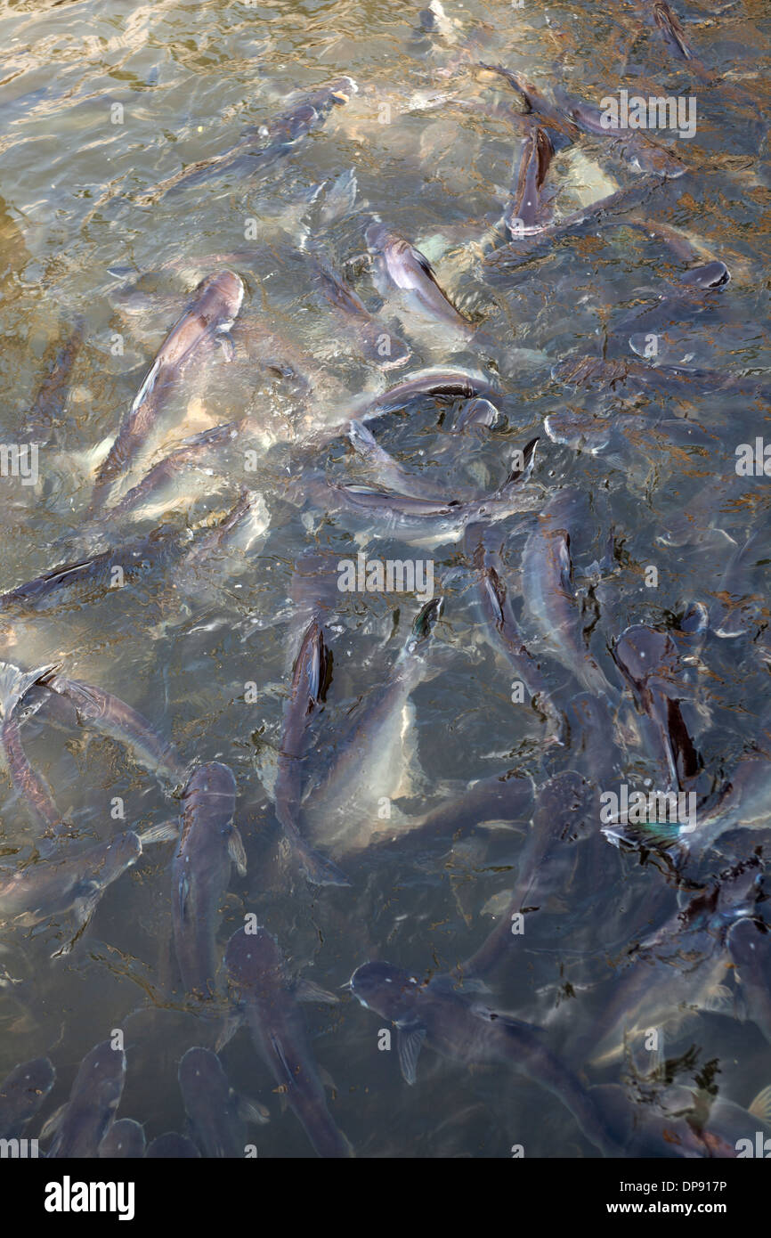 I pesci sono alimentati di fette di pane alla fine del piccolo molo sul Fiume Chao Praya River Dusitt District Bangkok Foto Stock
