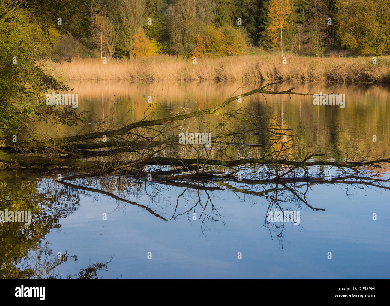 Albero caduto e la sua riflessione in un lago in autunno Foto Stock