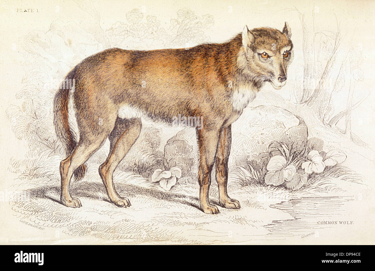 Comune di lupo (Canis lupus) Foto Stock