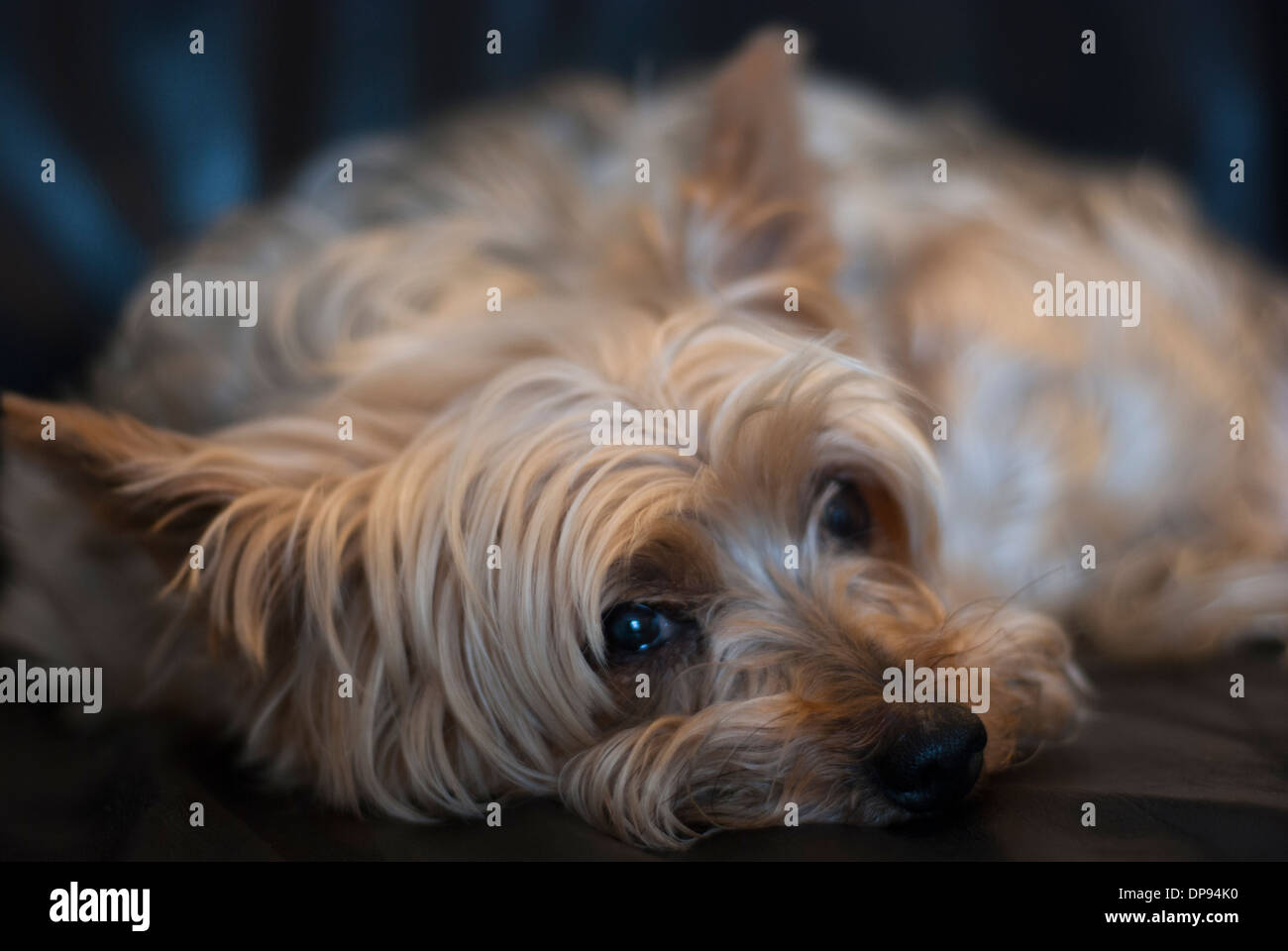 Chiudere fino ad appoggiarsi Yorkshire terrier guardando lateralmente alla fotocamera. Foto Stock
