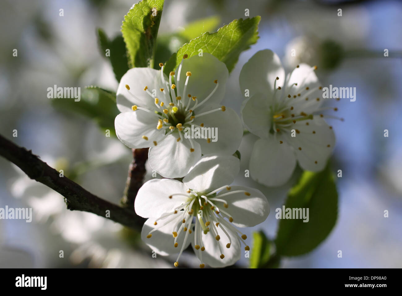 Fiore di Ciliegio su albero in tempo di stringa Foto Stock