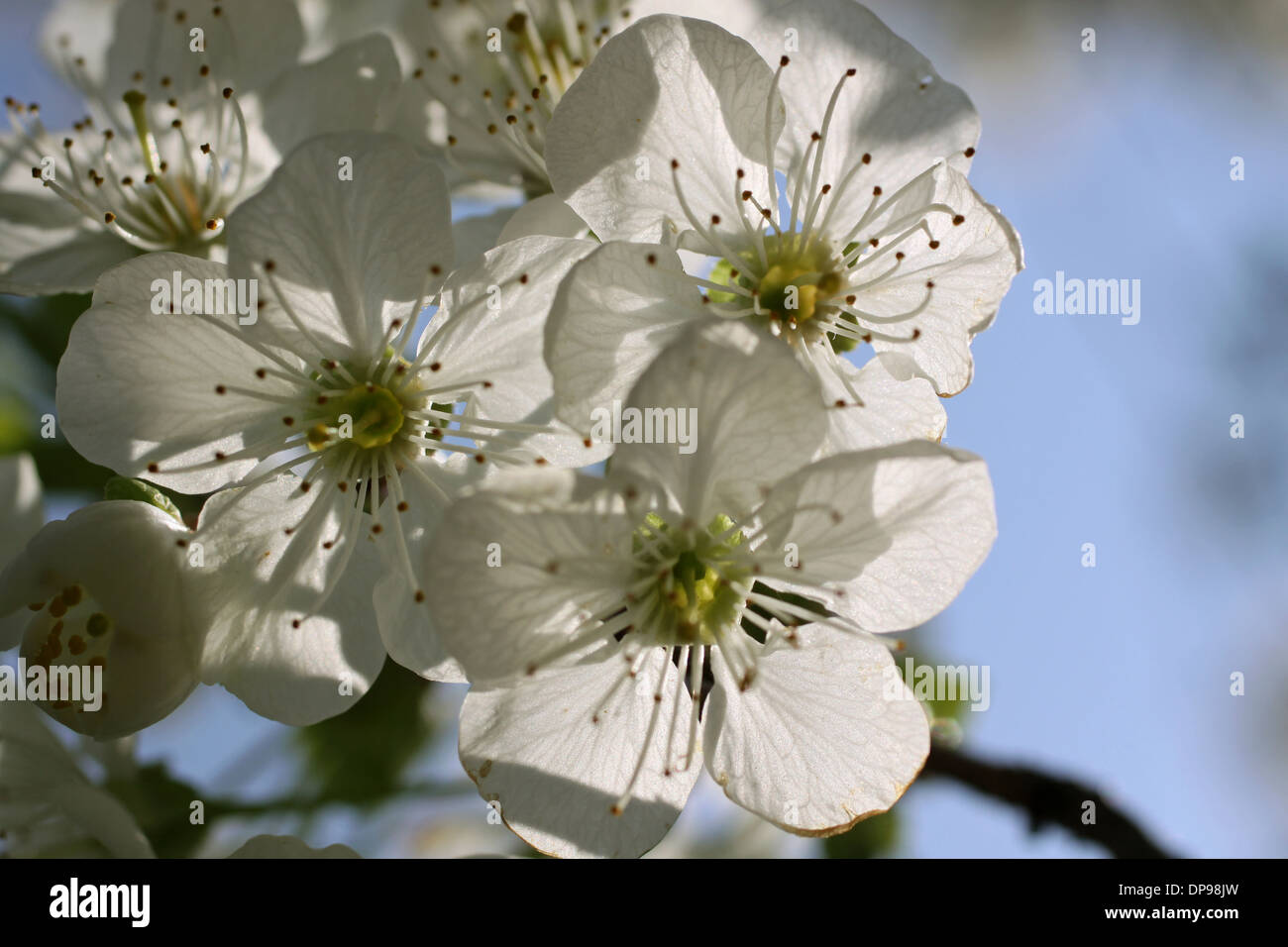 Fiore di Ciliegio su albero in tempo di stringa Foto Stock