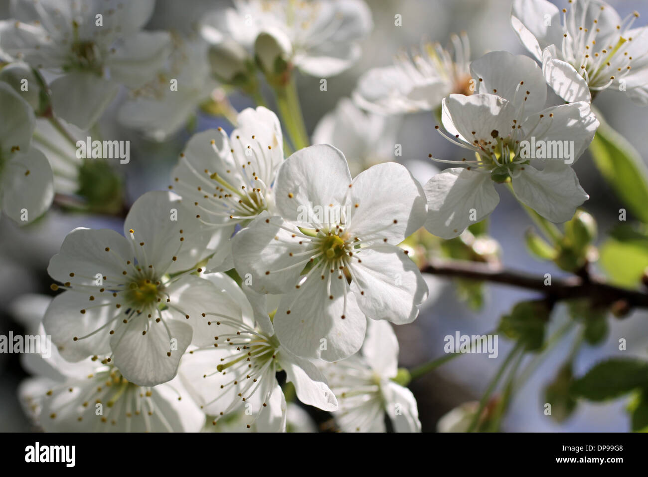 Fiore di Ciliegio su albero in tempo di stringa Foto Stock