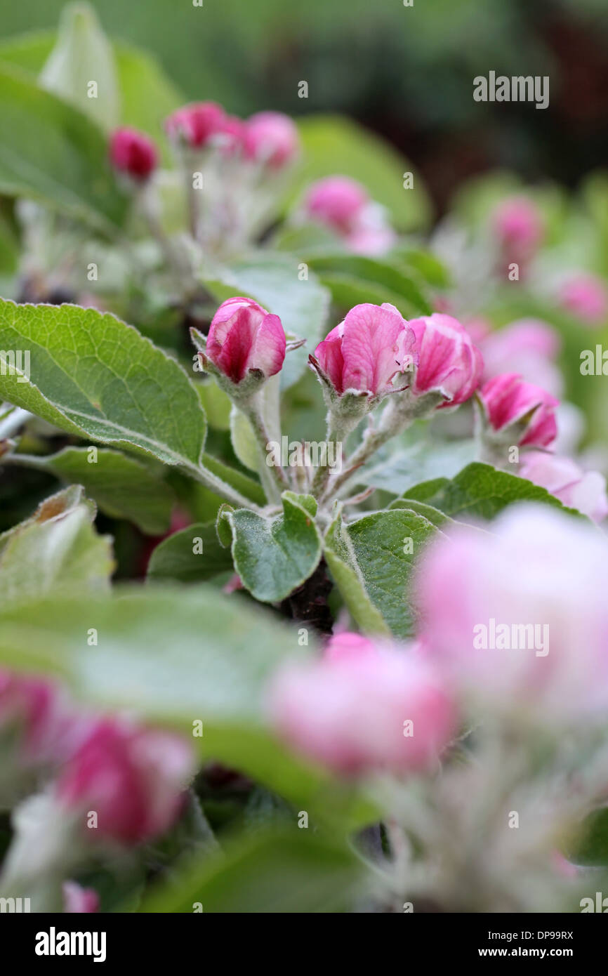 Fiori e boccioli di Apple nel tempo primaverile Foto Stock