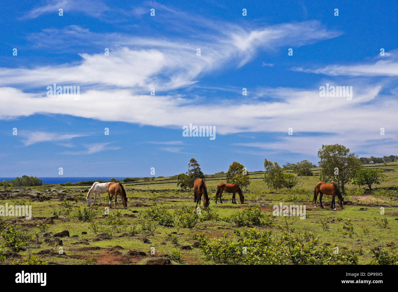 Cavalli vagano liberi sull'Isola di Pasqua, Cile Foto Stock