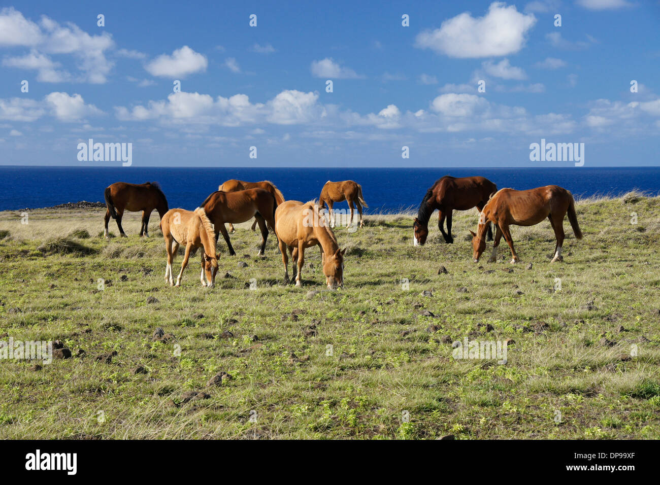 Cavalli vagano liberi sull'Isola di Pasqua, Cile Foto Stock