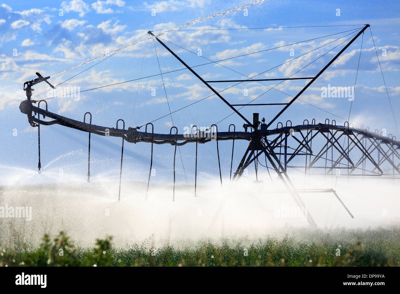 Il centro di rotazione l'acqua di irrigazione, di irrigazione dei campi di fattoria, vicino Lethbridge, Alberta, Canada Foto Stock