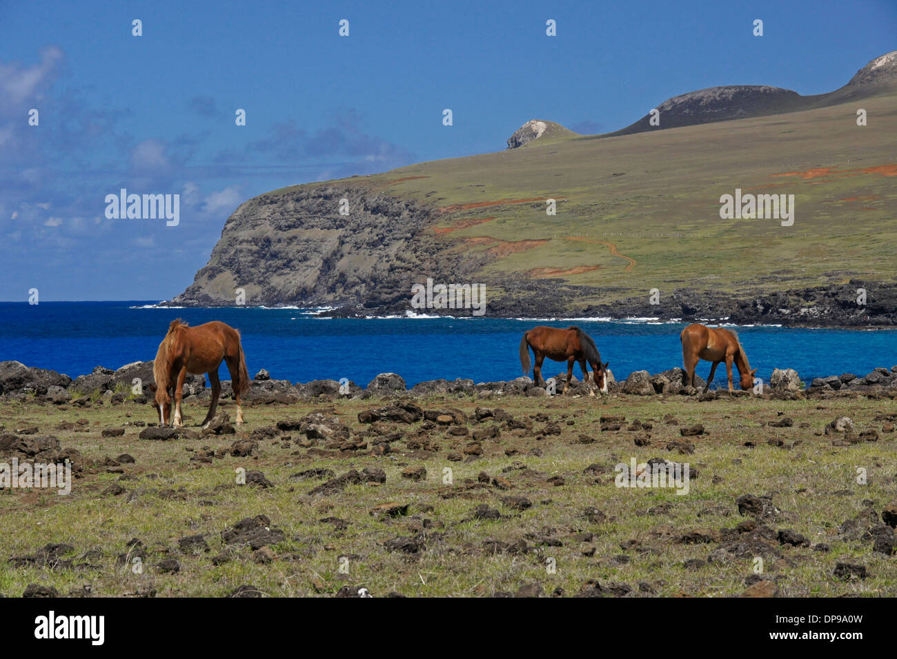 Cavalli vagano liberi sull'Isola di Pasqua, Cile Foto Stock