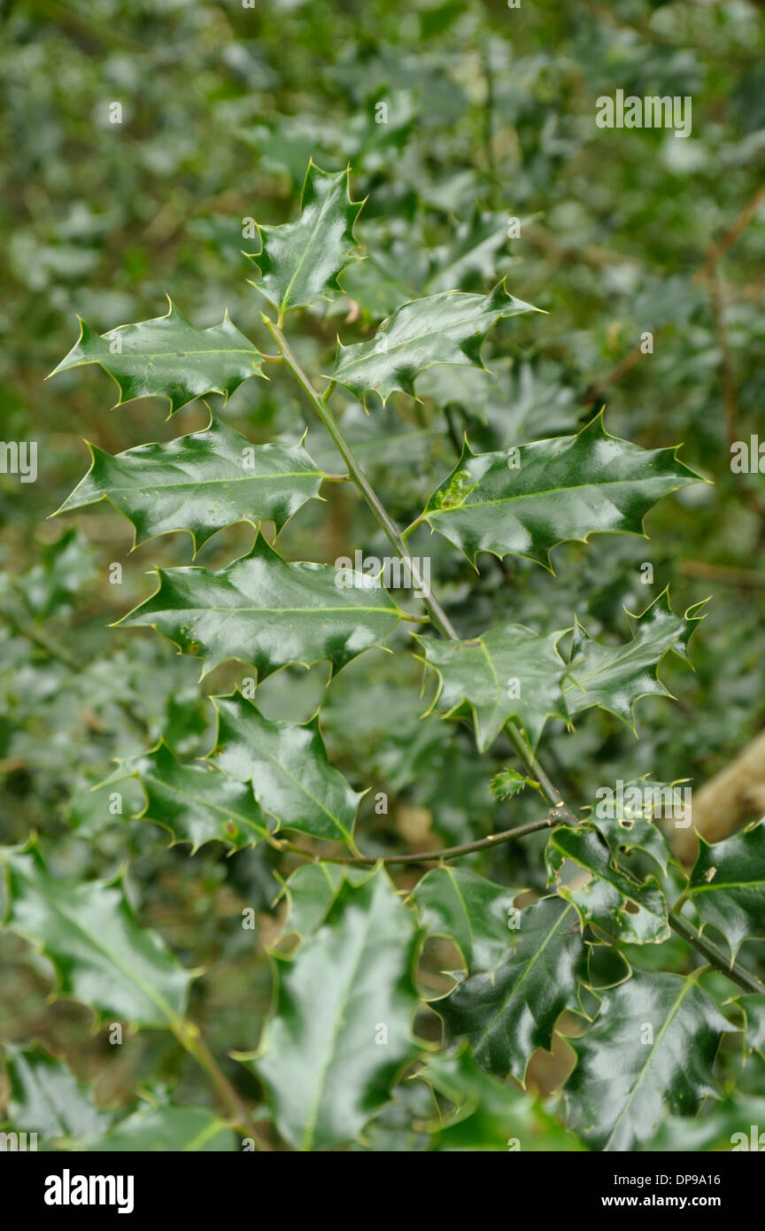 Holly foglie, Ilex aquifolium Foto Stock