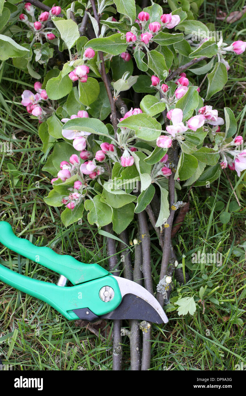 Secateurs con rami di Apple e Apple blossoms Foto Stock