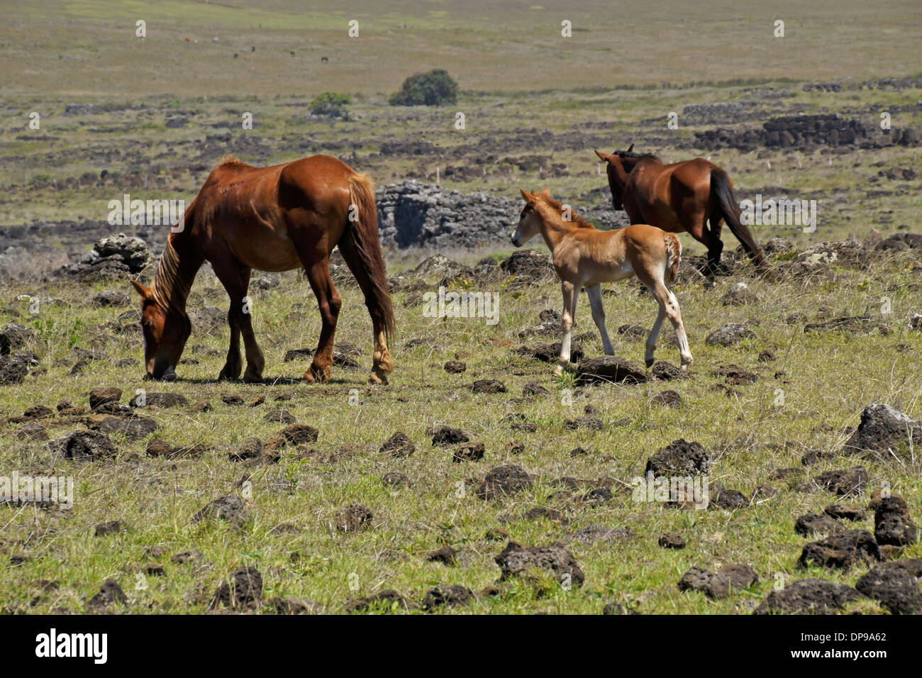 Cavalli al pascolo, l'isola di pasqua, Cile Foto Stock
