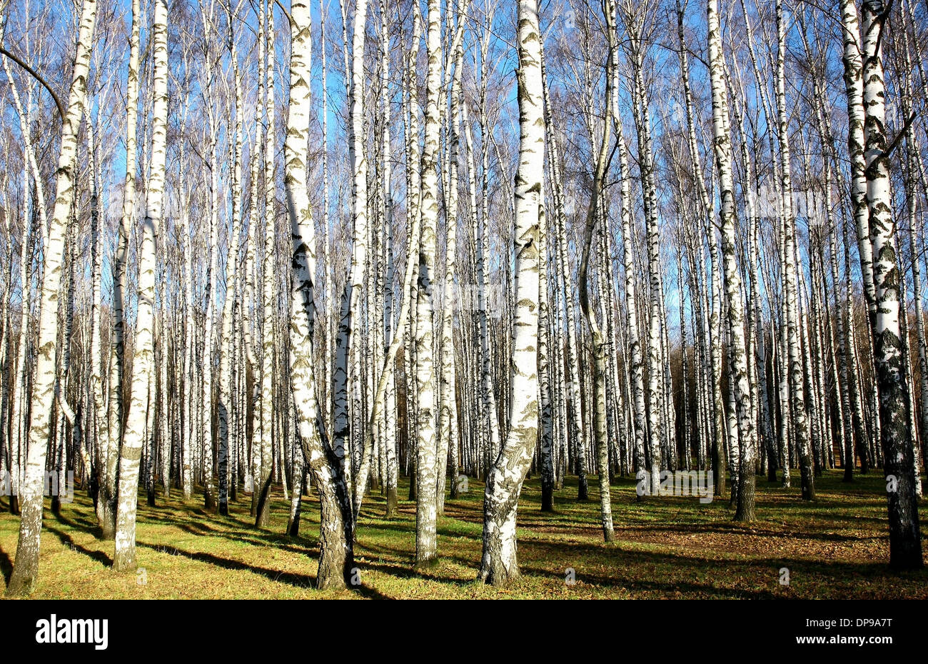 Sunny autunno boschetto di betulle sul cielo blu Foto Stock