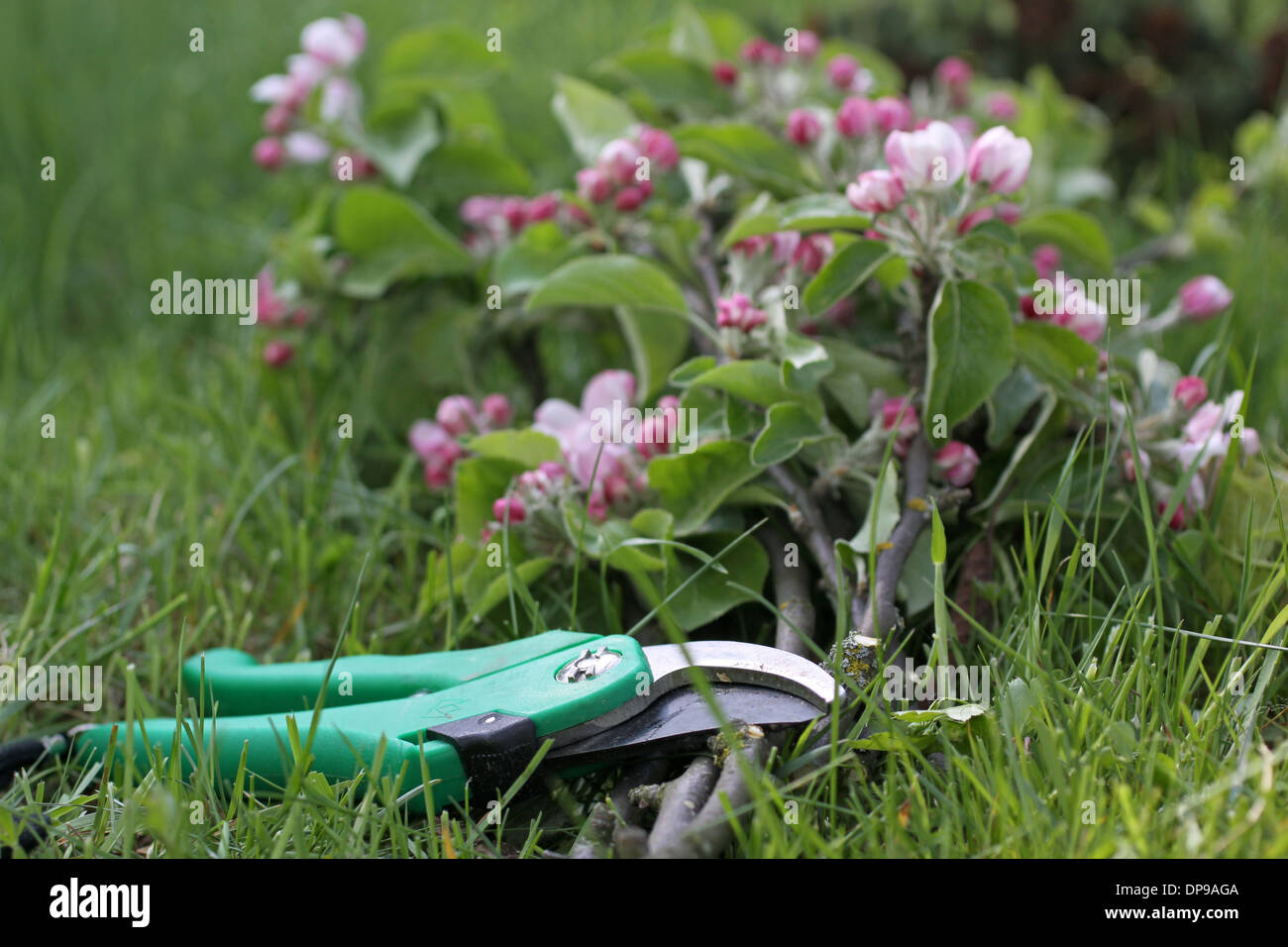 Secateurs con rami di Apple e Apple blossoms Foto Stock