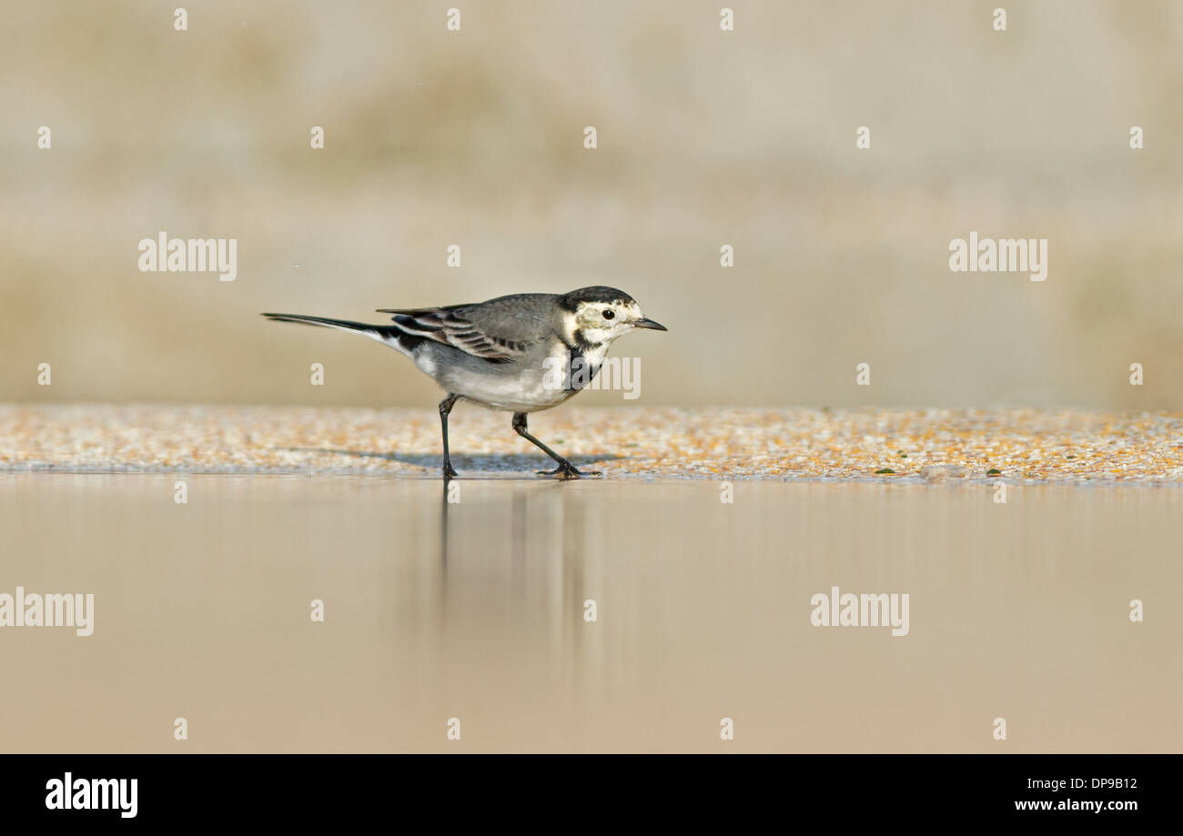 Femmina Pied Wagtail-Motacilla alba. Regno Unito Foto Stock