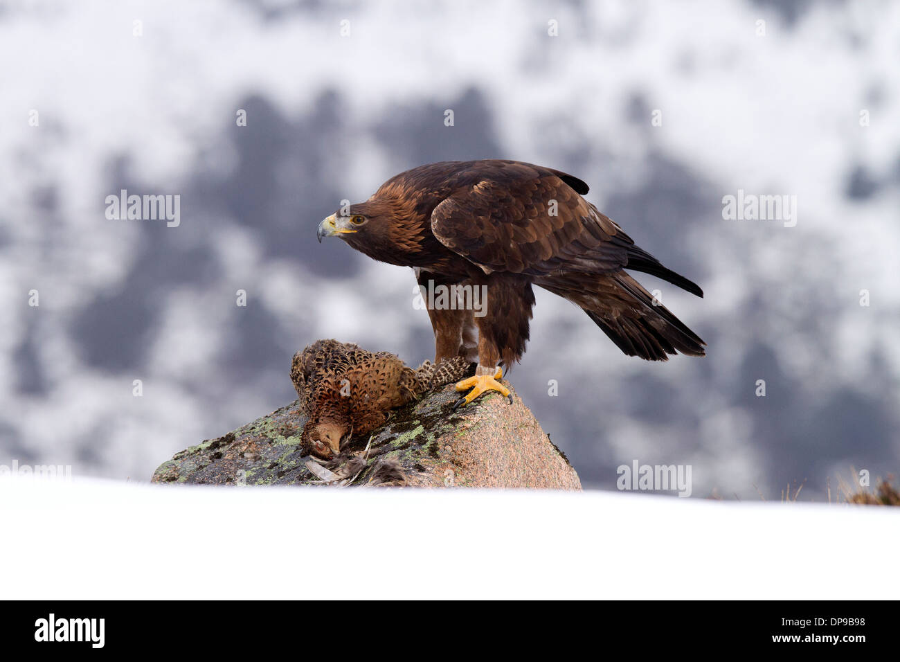 Golden Eagle, Aquila chrysaetos con la preda Foto Stock