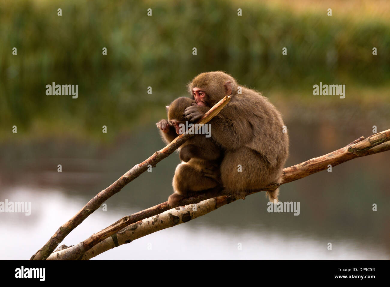 Macaque giapponese; Snow Monkey; Macaca fuscata picking in maglia Foto Stock