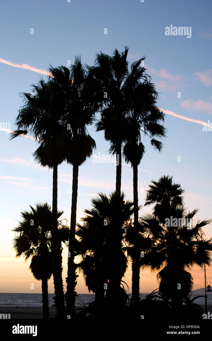 Palme al tramonto a Santa Monica, California Foto Stock