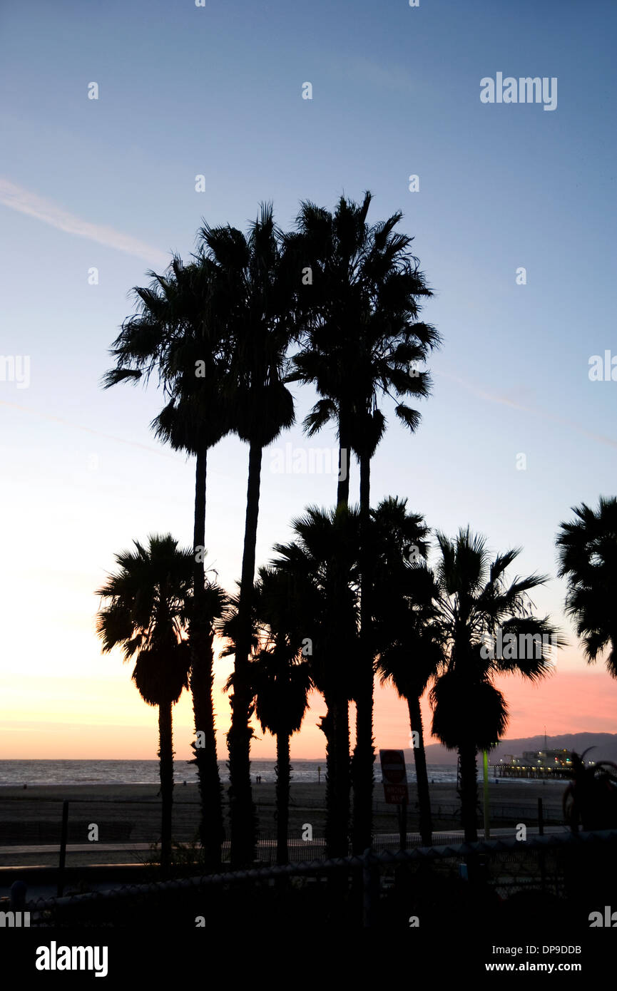 Palme al tramonto a Santa Monica, California Foto Stock