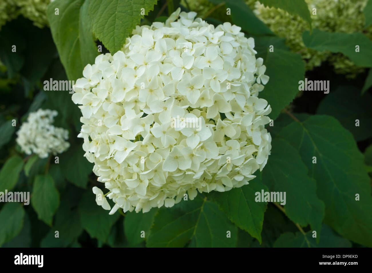 Close-up di un grande fiore-capo di hydrangea bianco. Foto Stock