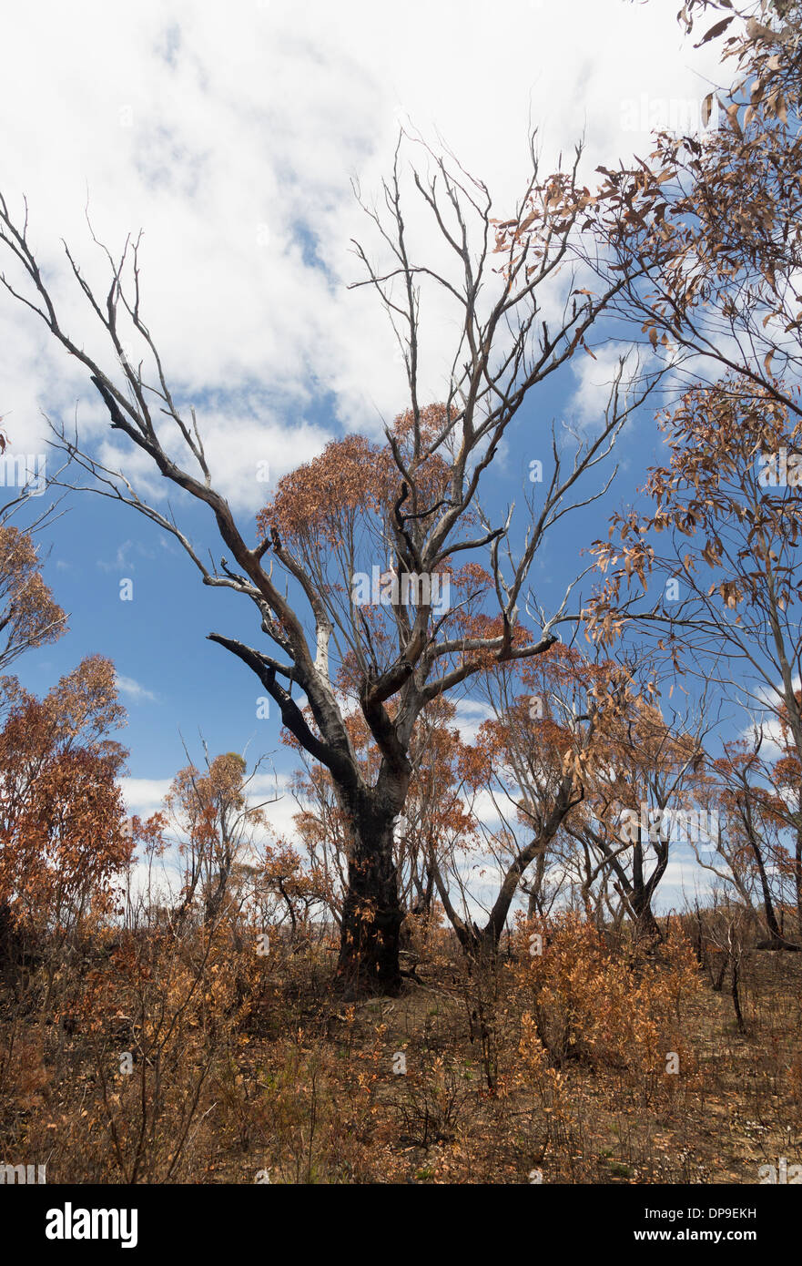 Resti di foresta e alberi bruciati dopo una bussola incendio nelle Blue Mountains del Nuovo Galles del Sud, Australia Foto Stock