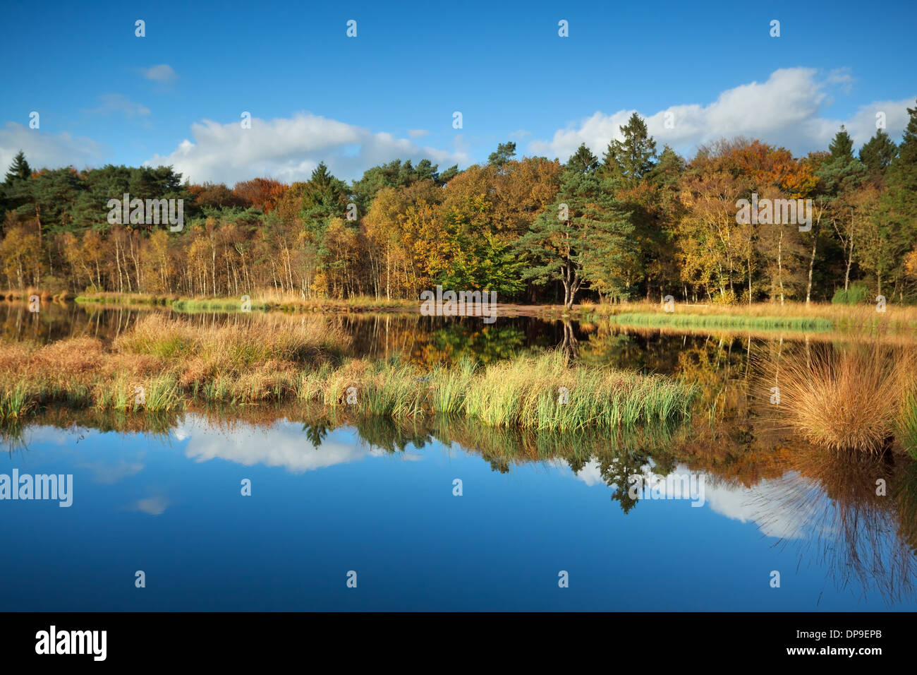 Oro foresta autunnale si riflette nel lago, Roden, Drenthe, Paesi Bassi Foto Stock