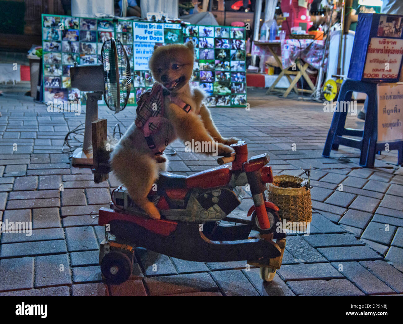 Cane su un trike presso il mercato notturno sulla strada pedonale, Chiang Mai, Thailandia Foto Stock