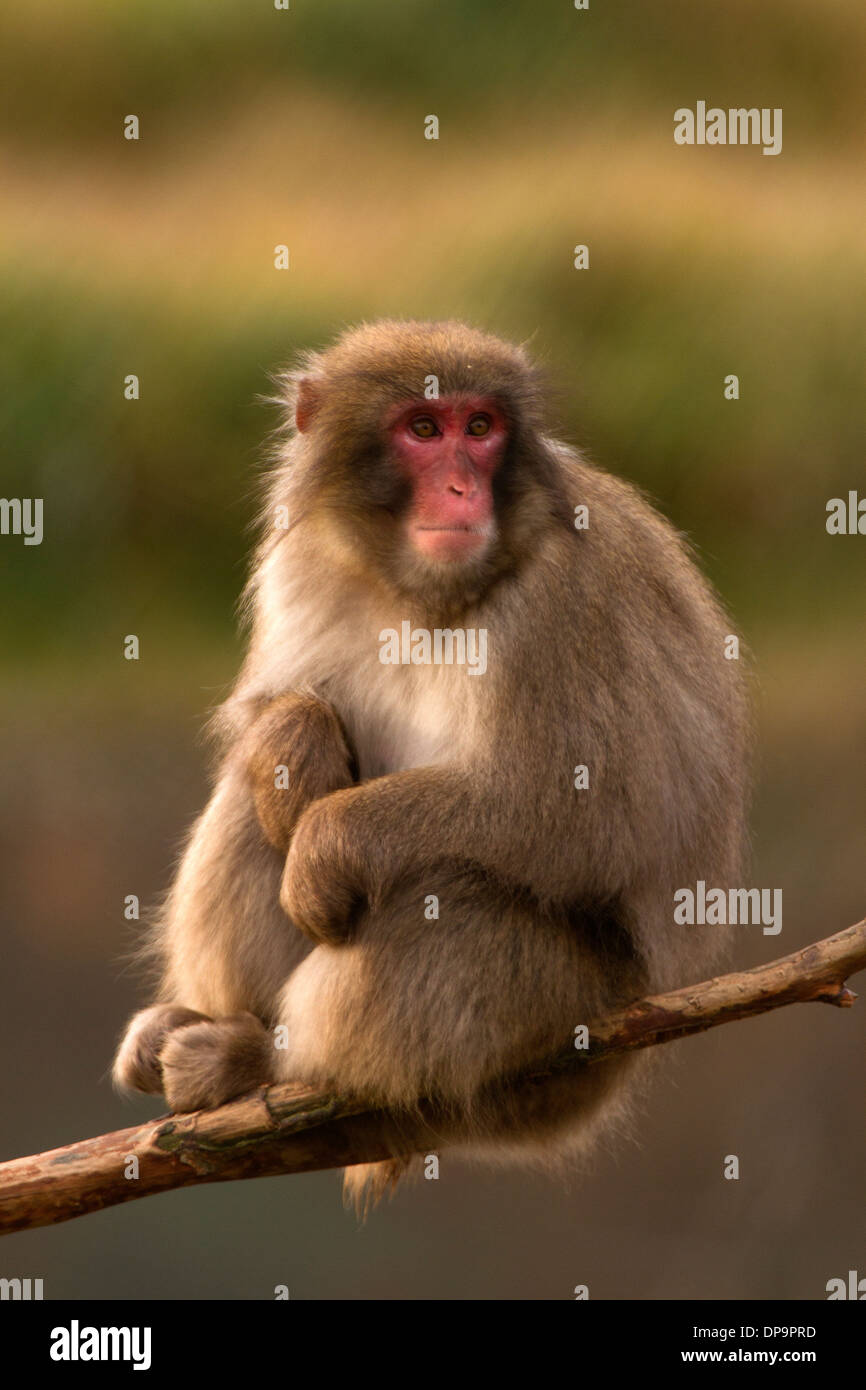 Macaque giapponese; Snow Monkey; Macaca fuscata seduta Foto Stock