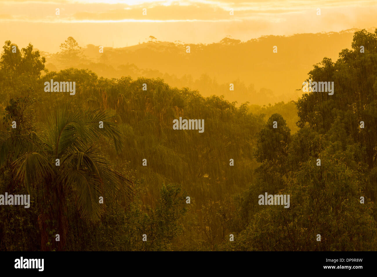 Monsone di pioggia in una foresta pluviale al tramonto Foto Stock
