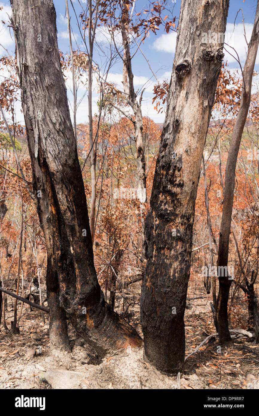 Carbonizzati tronchi di alberi in una foresta bruciato dopo una bussola degli incendi di foreste nel Parco Nazionale Blue Mountains nel Nuovo Galles del Sud, Australia Foto Stock
