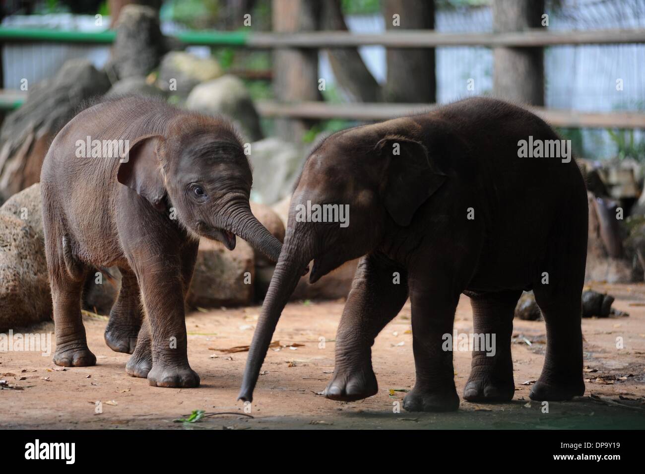 Jakarta, Indonesia. Decimo gen, 2014. In un mese-vecchio femmina elefante di Sumatra (L) gioca con un due-mese-vecchio maschio di elefante di Sumatra nel contenitore al Ragunan zoo di Jakarta, Indonesia, 10 gennaio, 2014. Credito: Zulkarnain/Xinhua/Alamy Live News Foto Stock