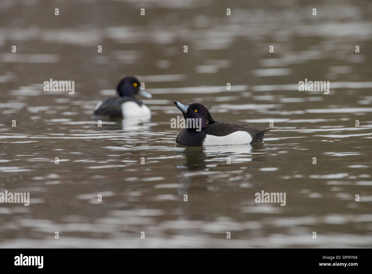 Moretta (Aythya fuligula). Due maschi, con il fronte uno di bere. Foto Stock
