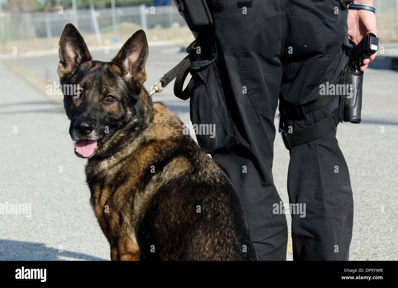 Un cane di polizia guardando sopra la sua spalla mentre si siede accanto al suo funzionario di polizia partner. Foto Stock