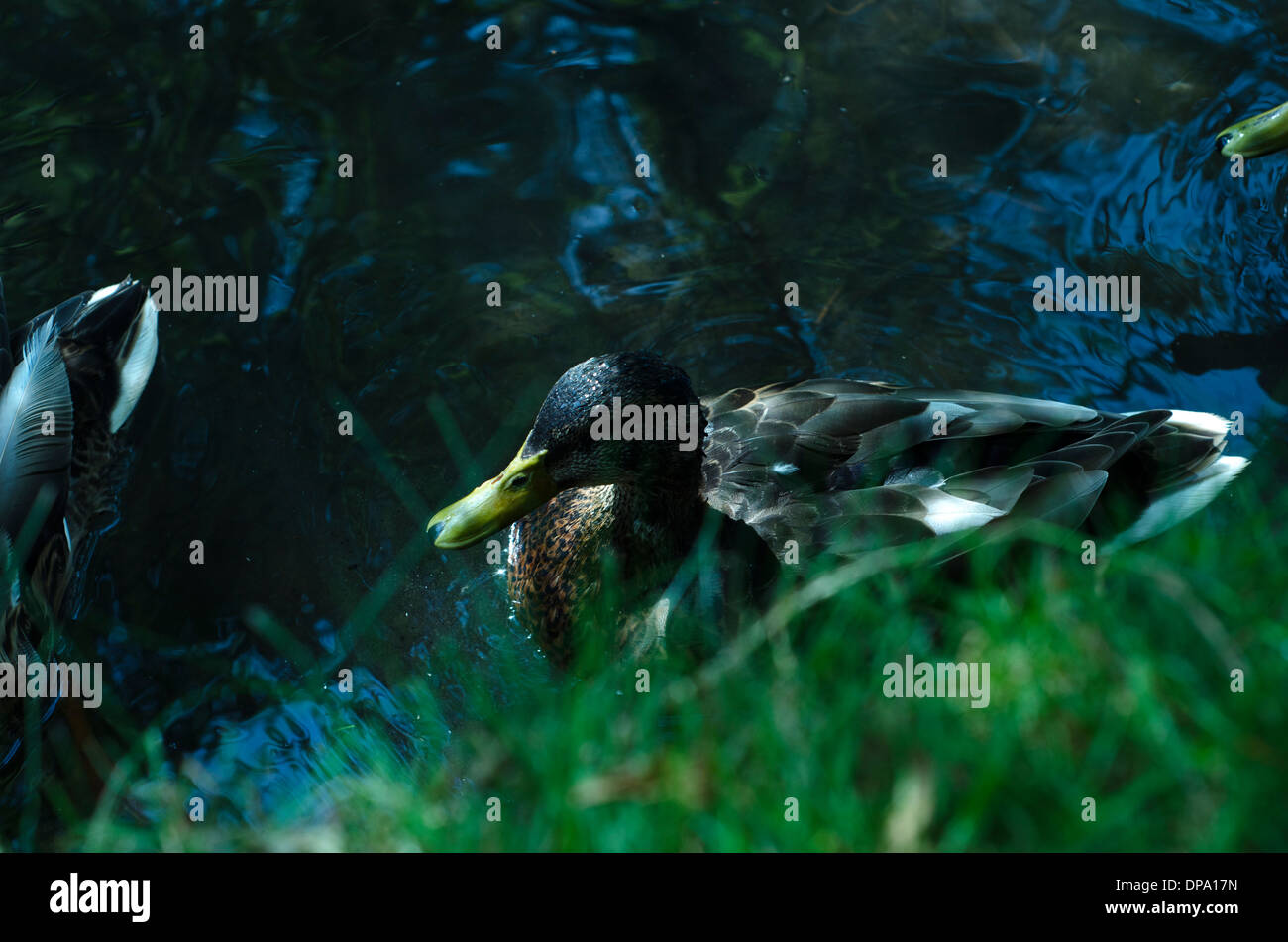 Le anatre bastarde in acqua vicino alla banca erbosa in attesa di essere alimentato. Foto Stock