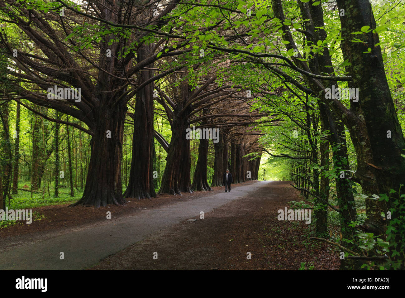 Foresta o bosco a Burren National Park, County Clare, Irlanda Foto Stock