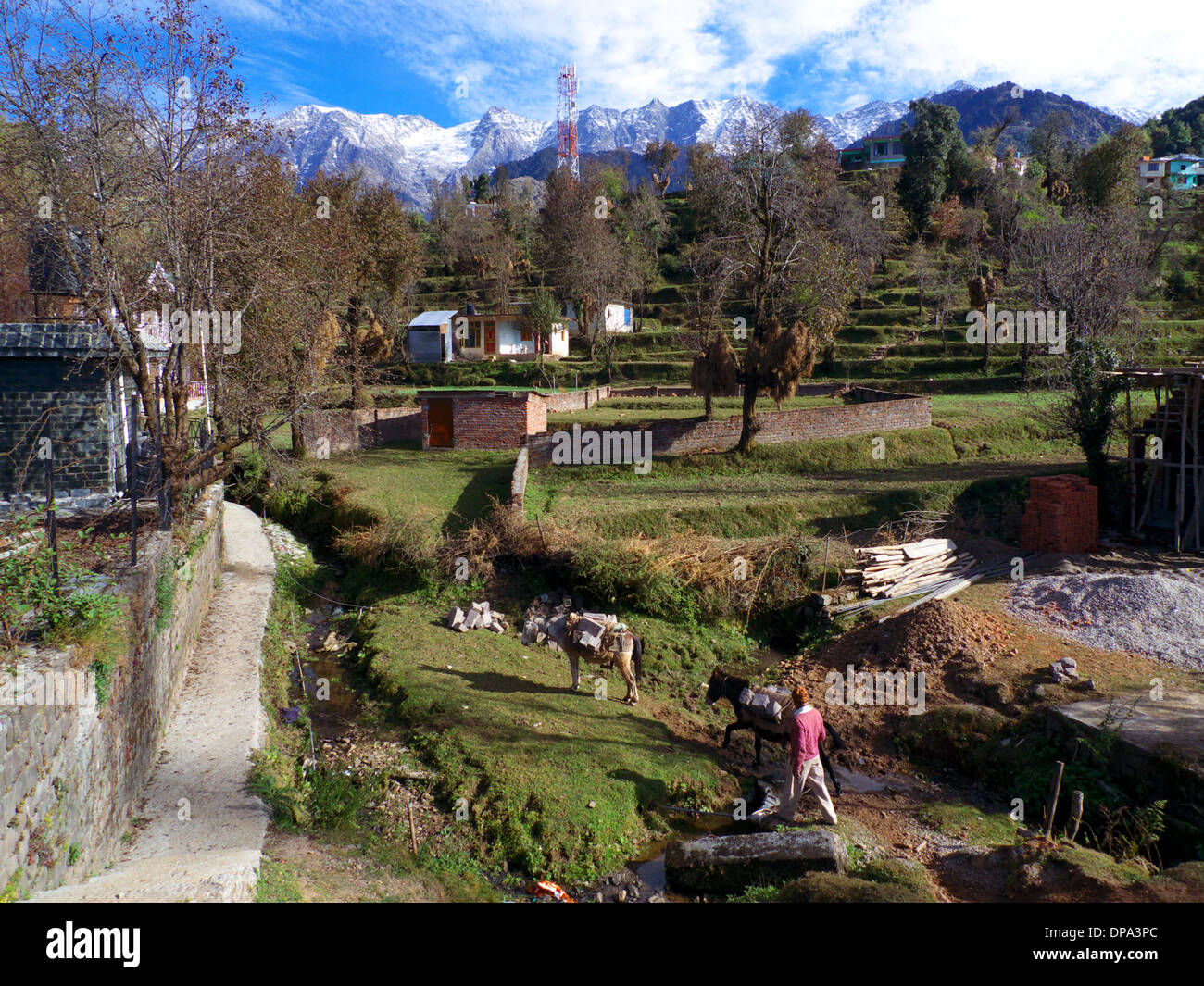 Campi terrazzati, Naddi village, nr Mcleodganj, Dharamasala, Himachal Pradesh, India del Nord, con montagne Dhauladhar al di là. Foto Stock