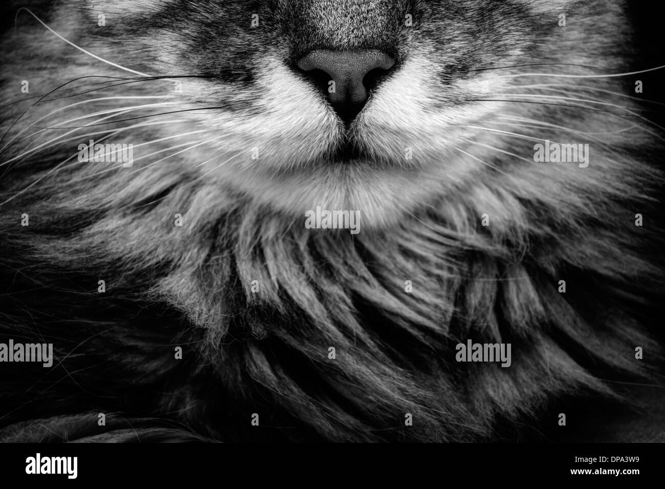 Ritratto di cat. Close up. Dettaglio Foto Stock