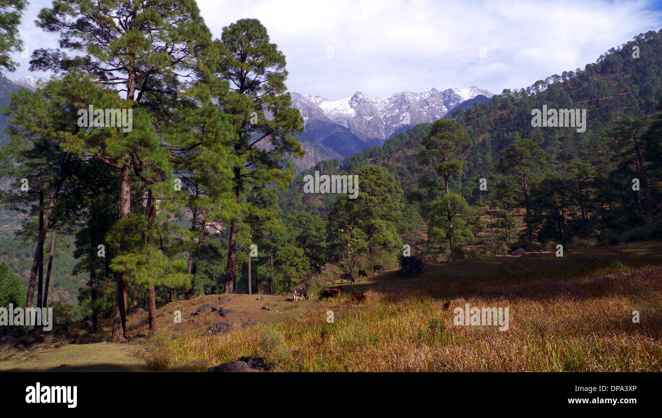 Il pascolo di bestiame a bordo della foresta di pini, Dharamasala, Himachal Pradesh, India del Nord, con montagne Dhauladhar al di là. Foto Stock