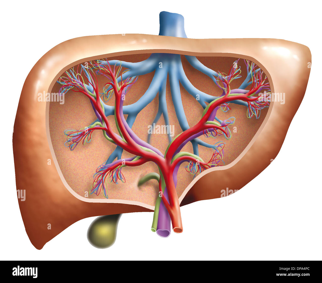 Sezione illustrazione di un fegato umano Foto Stock
