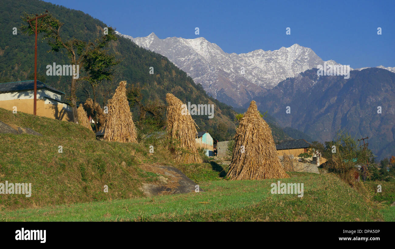 Campi terrazzati, villaggio Kareri nr Mcleodganj, Dharamasala, Himachal Pradesh, India del Nord, con montagne Dhauladhar al di là. Foto Stock