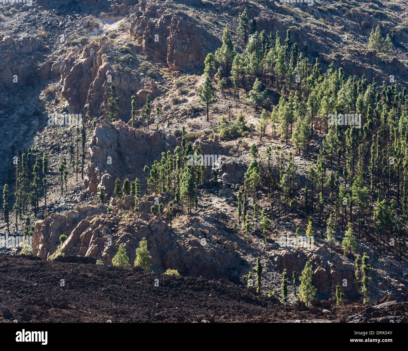 Tenerife, Isole Canarie - Monte Parco Nazionale del Teide, sito del Patrimonio Mondiale dell'UNESCO. Paesaggio sul sentiero a piedi da Chavao. Foto Stock