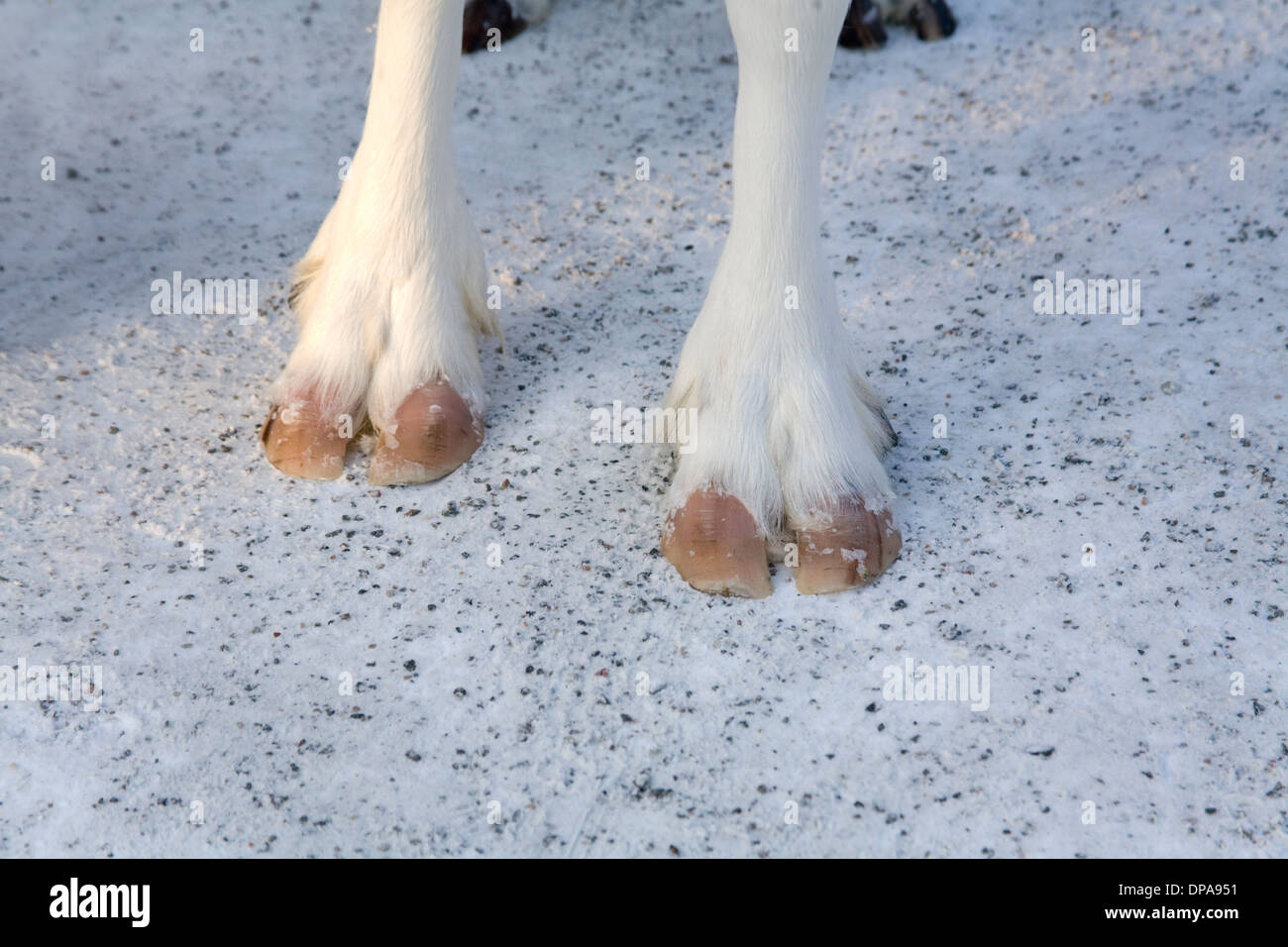 Renne domestiche Rangifer tarandus selvaggi zoccolo zoccoli Jokkmokk fiera cultura Laplander Laponia Svezia inverno Foto Stock