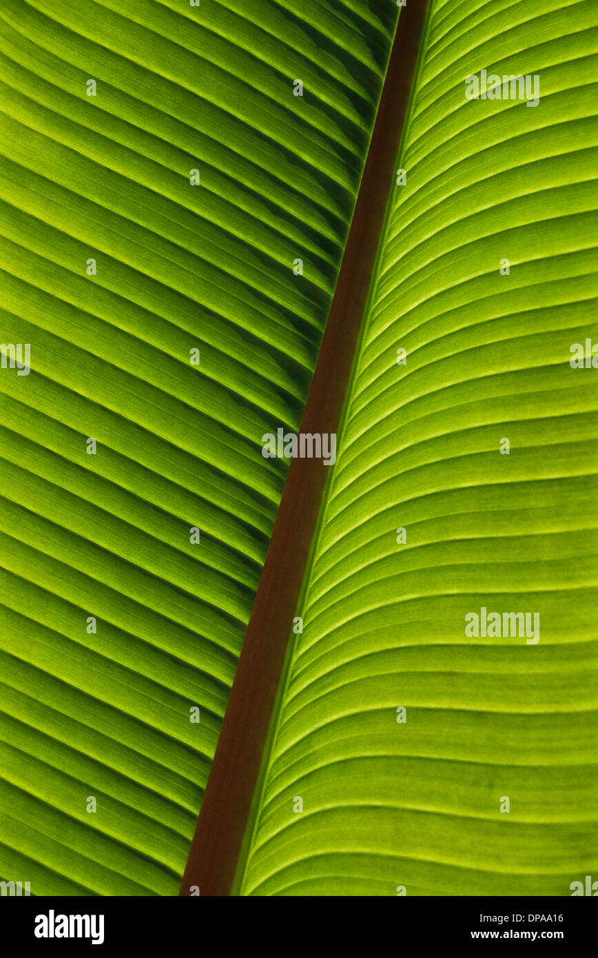 Geometrica Creative close up configurazione astratta di un retro illuminato verde foglia di banano all'aperto nella California, Stati Uniti, US, POV forme astratte giardino verticale Foto Stock